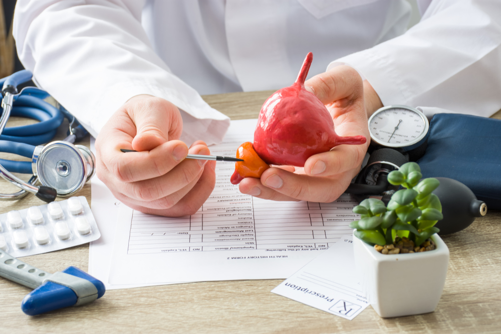 doctor holding prostate gland