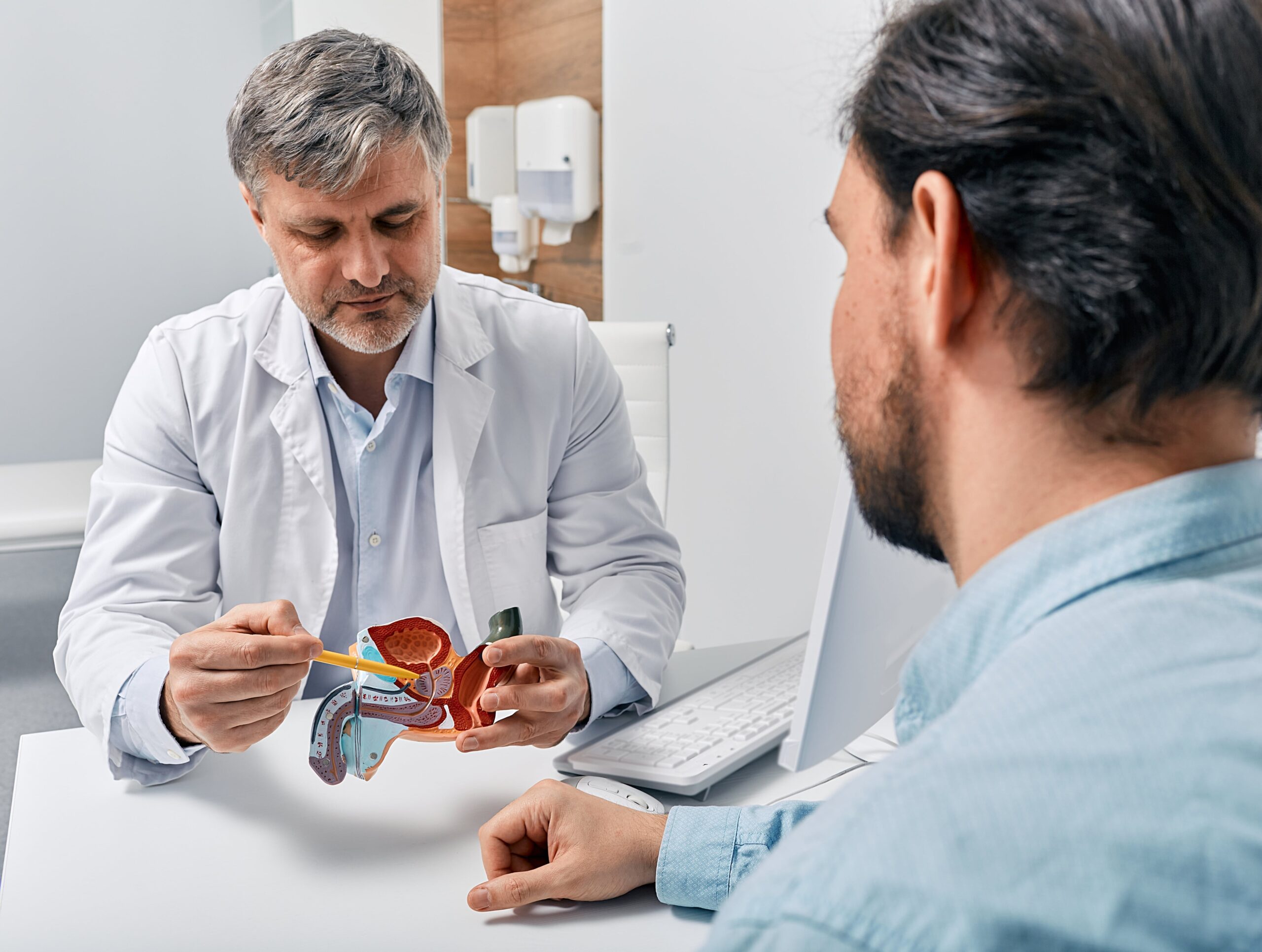 urologist pointing at a prostate.